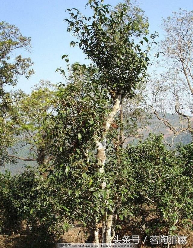 探究景东普洱茶的独特风味及其与地域文化的关系