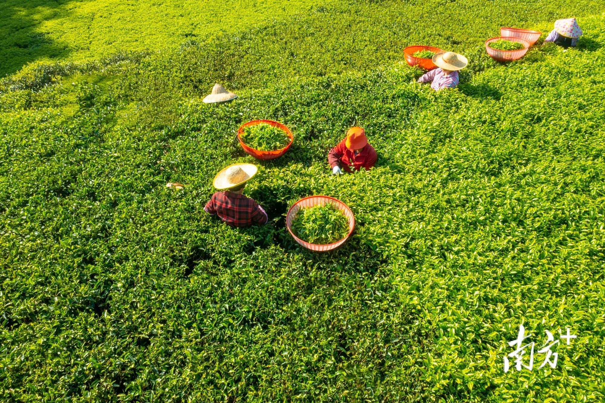 凤凰山普洱茶：哪个茶区才是其真正的产地？