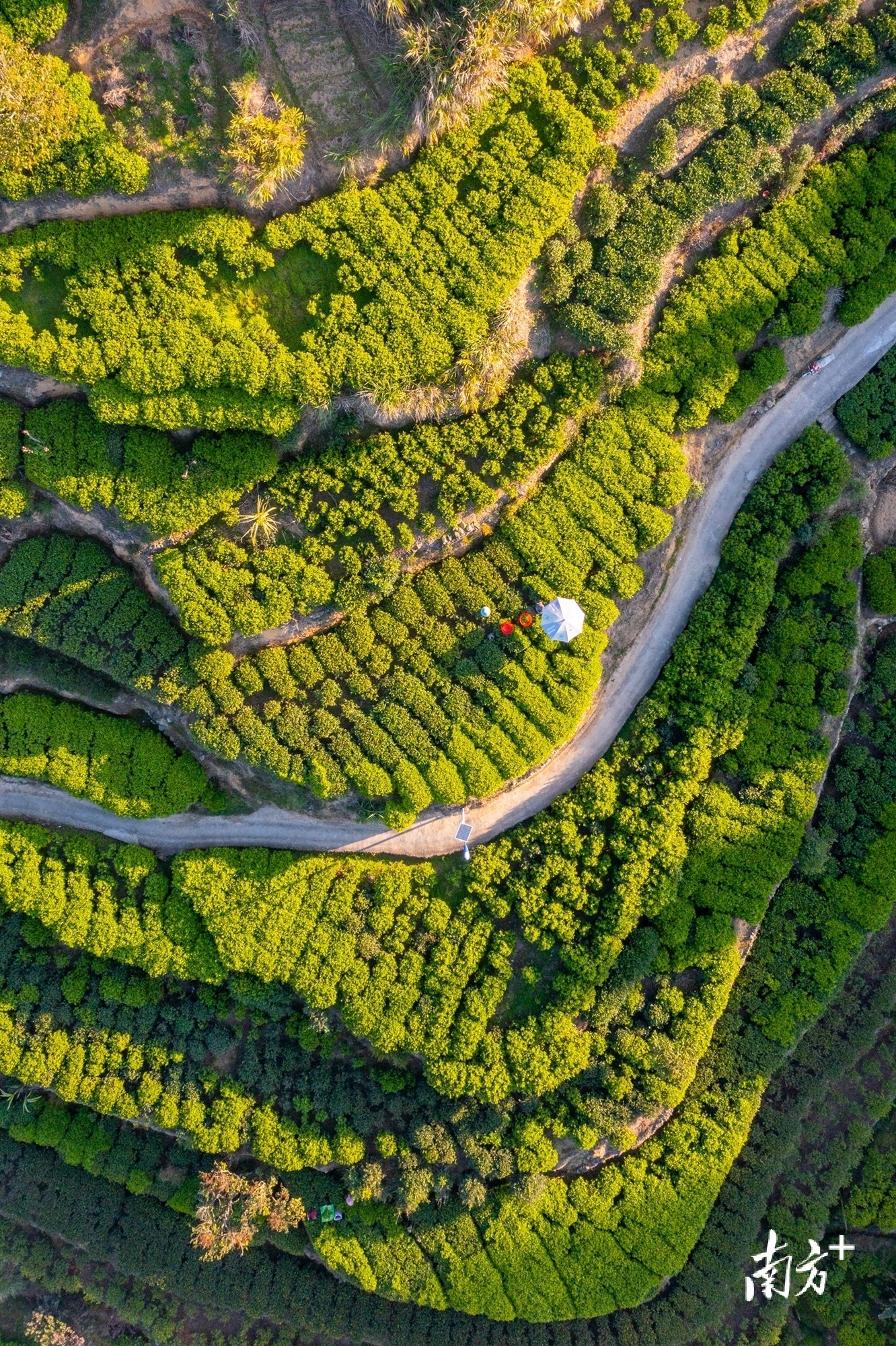 凤凰山普洱茶：哪个茶区才是其真正的产地？