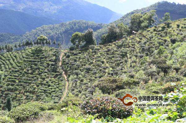 凤凰山普洱茶：哪个茶区才是其真正的产地？