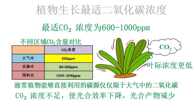 晴天还是阴天，白底翠青与翠青的对比分析