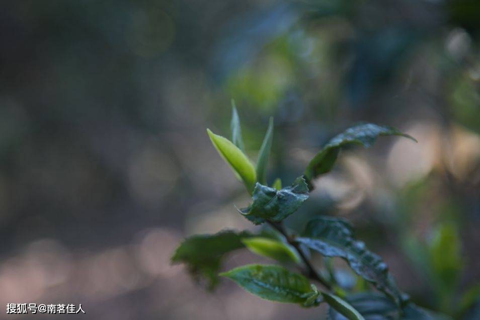 薄荷塘1类普洱茶什么价格