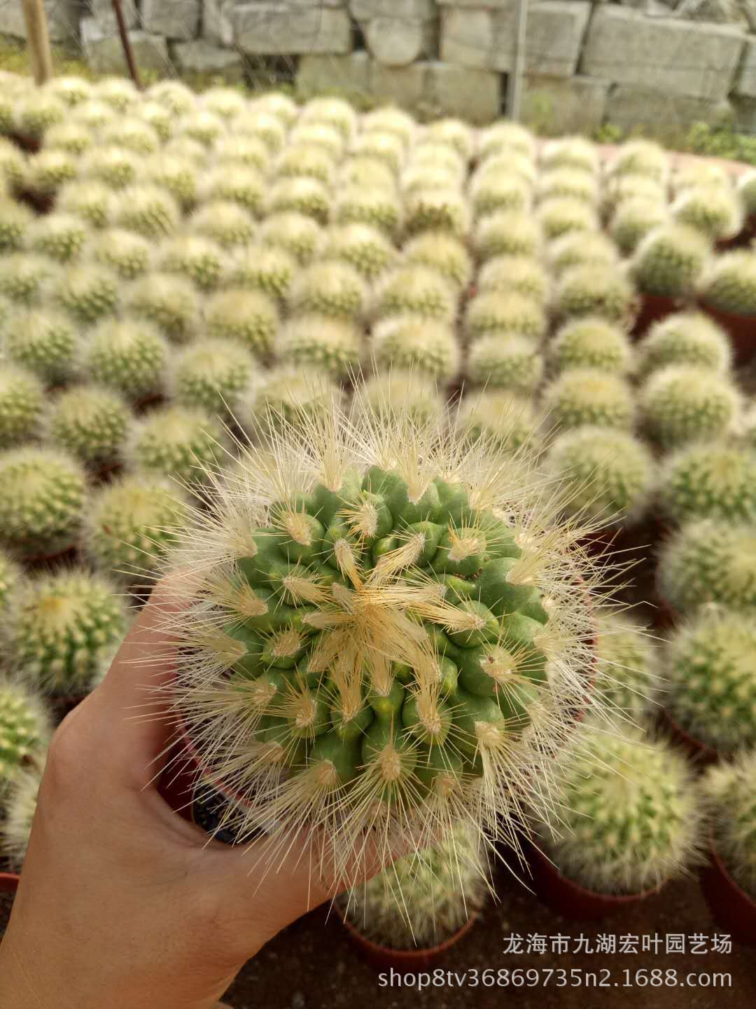 多肉植物中的仙人类：探索仙人球云球属的魅力与多样性