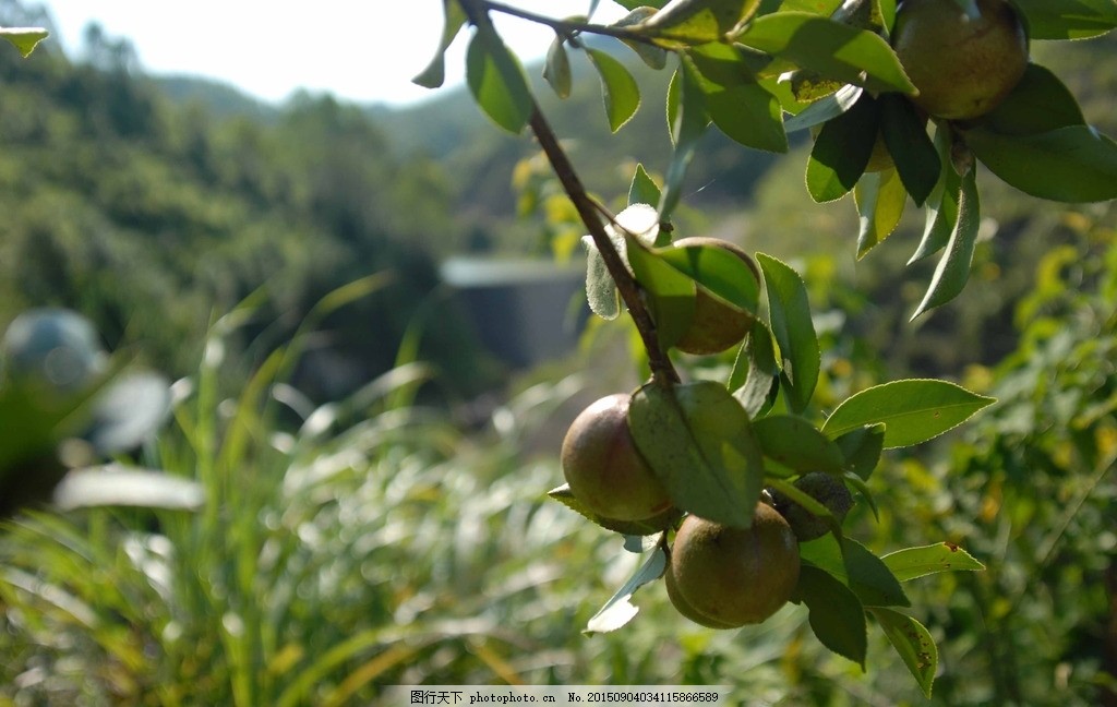 普洱茶油浸出的味道、时间和颜色：探究普洱茶的茶油特征