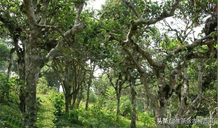 保护古树普洱茶的多重意义及其对生态环境的影响