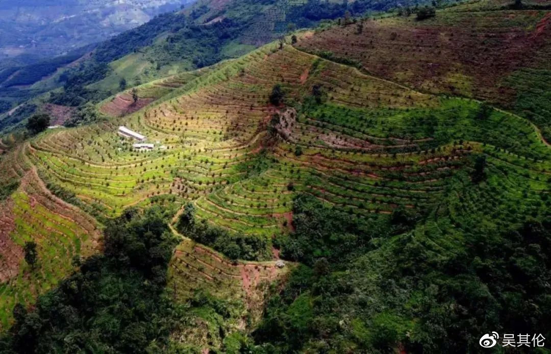 新 探索云南麻栗坡地区：普洱茶的优质生产基地及其独特风味