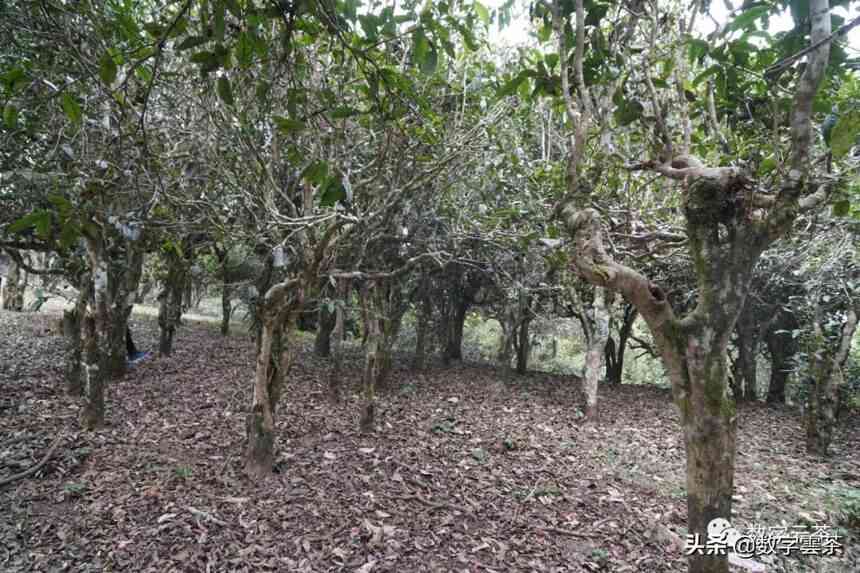 新 探索云南麻栗坡地区：普洱茶的优质生产基地及其独特风味