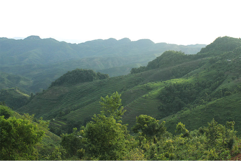 云南冰岛古树普洱茶熟茶砖