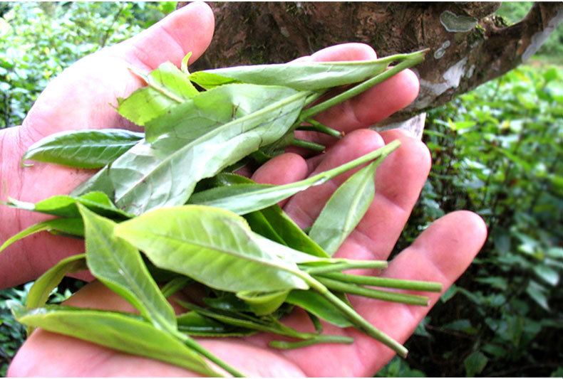 云南冰岛古树普洱茶熟茶砖