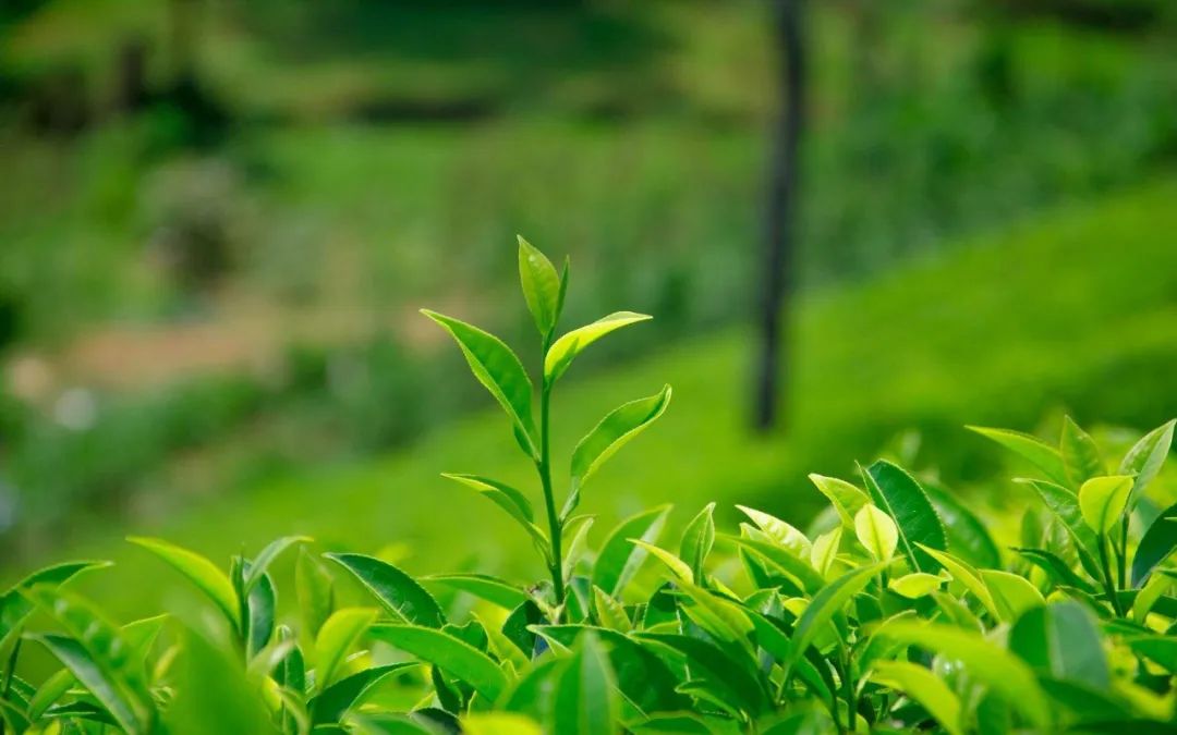 普洱茶混合绿茶能喝吗女人