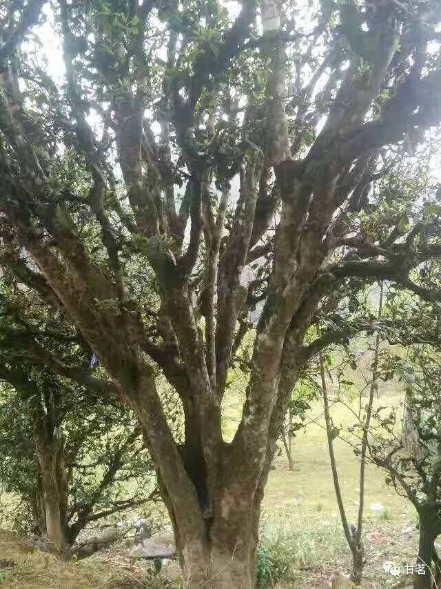 云南冰山普洱茶原产地及制作工艺：探寻古树茶的秘密