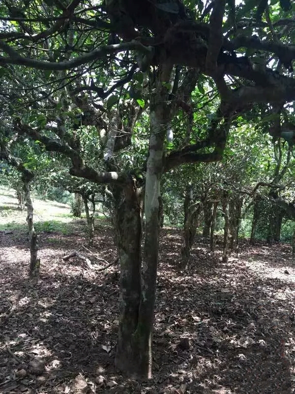 云南冰山普洱茶原产地及制作工艺：探寻古树茶的秘密