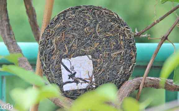 女性高血压患者：普洱茶的适用与禁忌