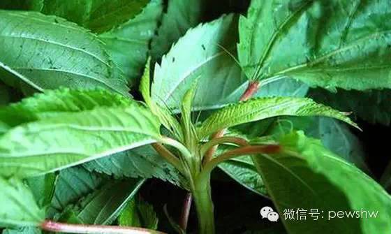 云南小霸王草药怎么用：功效、作用与用途详解