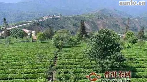 大理普洱茶场：寻找高品质茶叶的一站式购物平台