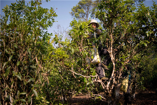 云南普洱茶产区特色解析：六大茶山、古树茶、新工艺的影响