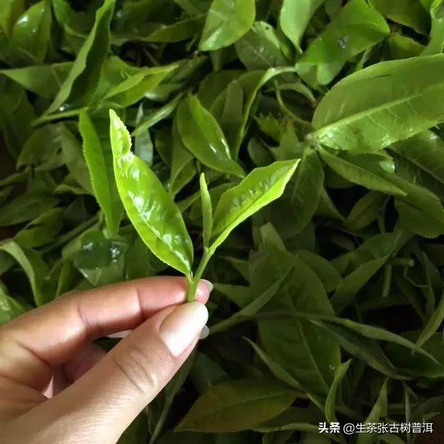 普洱茶新茶叶子绿色正常么