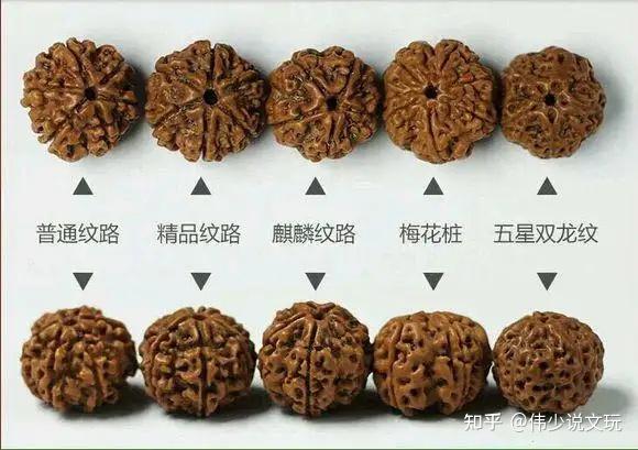 龙鳞金刚菩提：大小金刚之分，何种更好？揭示树种、寓意与作用。