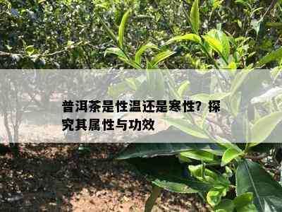 普洱茶的性质：寒性还是热性？