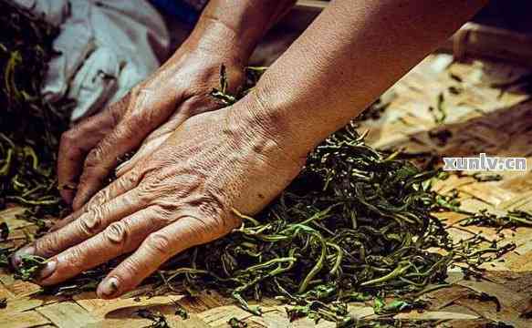 普洱茶工艺失误：揉捻过度的影响及解决方法