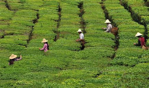 普洱茶老树与古树年份区别解析：如何区分不同年代的普洱茶品质？