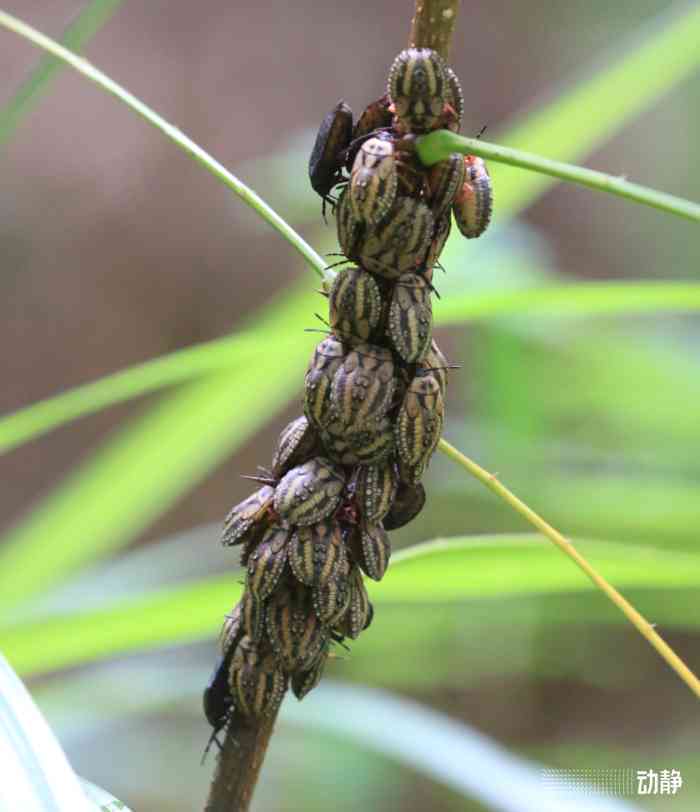 '空腹能喝陈皮普洱茶吗：女生、早上，以及空腹喝陈皮普洱茶的功效和禁忌'