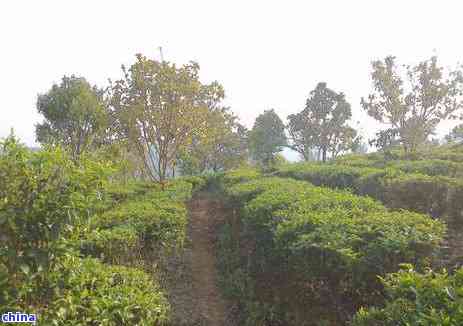 知名普洱茶山头各有什么样的特点和普洱茶山头茶的特点