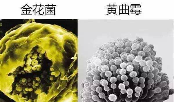 普洱茶金花是怎么回事：形成原理、作用及可否饮用全解