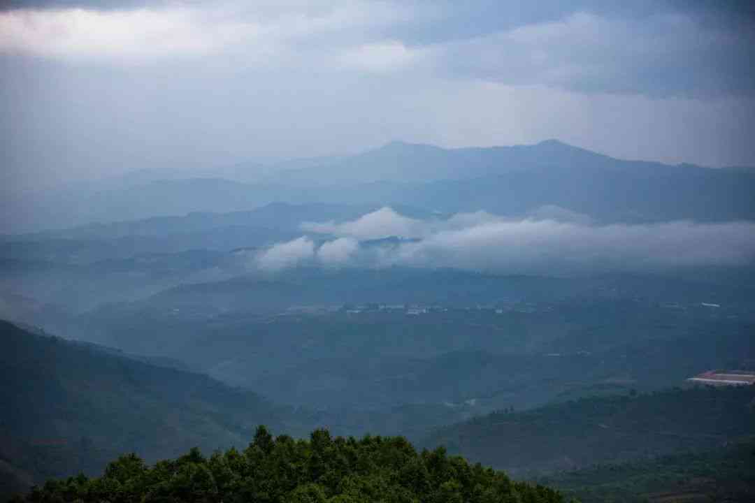 普洱茶名山盘点：哪座山头最知名？