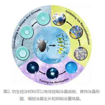 冰结构蛋白的使用方法和与抗冻蛋白的区别