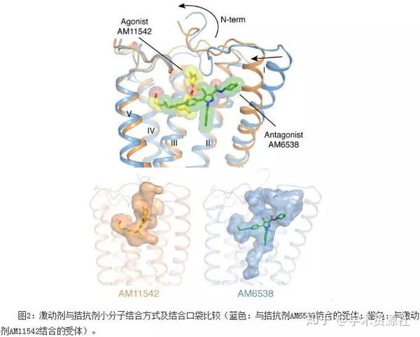 冰结构蛋白的使用方法和与抗冻蛋白的区别