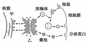 冰结构蛋白的使用方法和与抗冻蛋白的区别