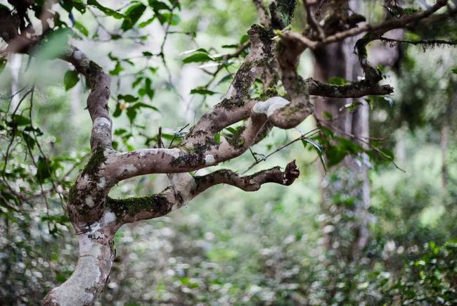 探索并发现：如何寻找具有生态意义的古树普洱茶以及其品质鉴别方法