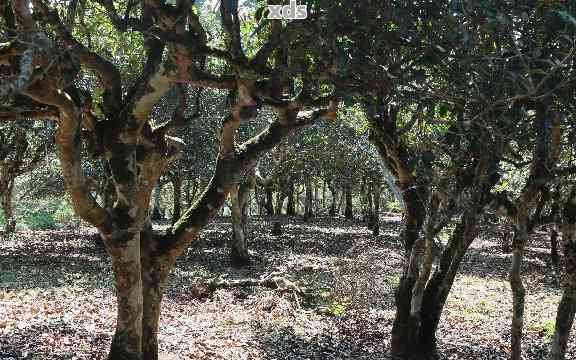 普洱茶不同树龄区别：探究生长环境与品质差异