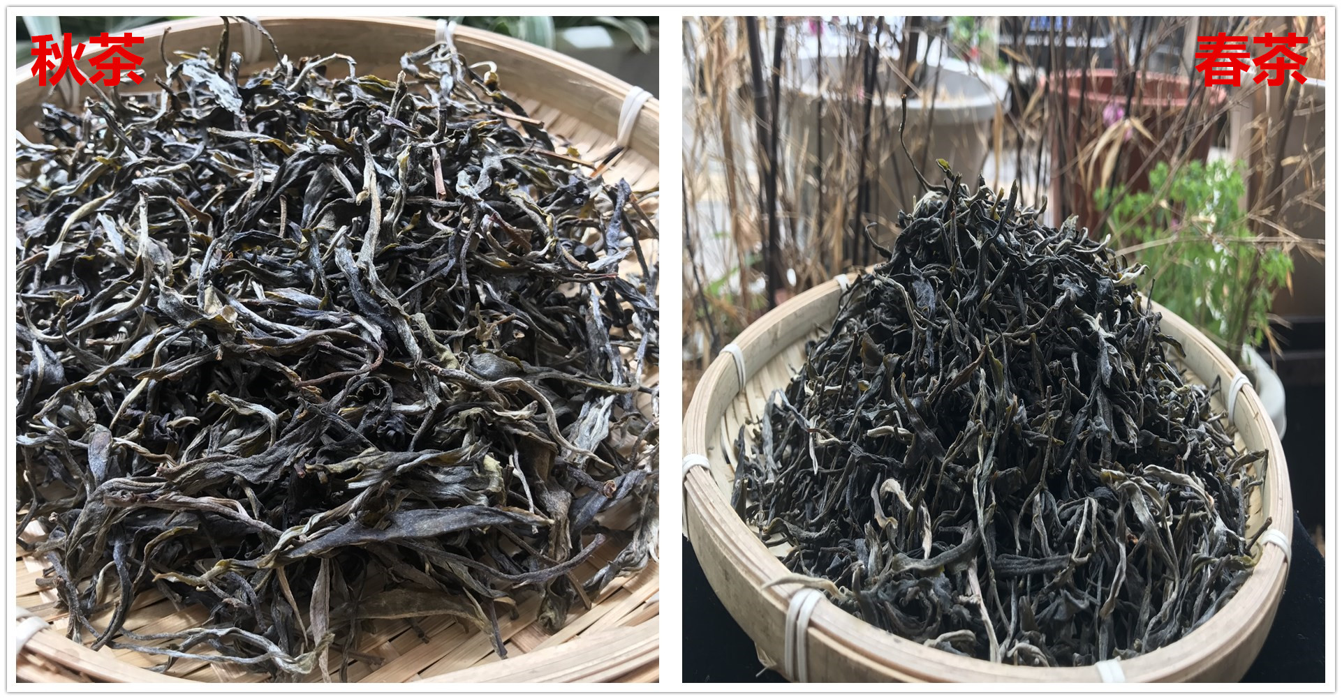 长期存普洱茶的品种选择指南：全方位了解哪些普洱茶更适合长期保存