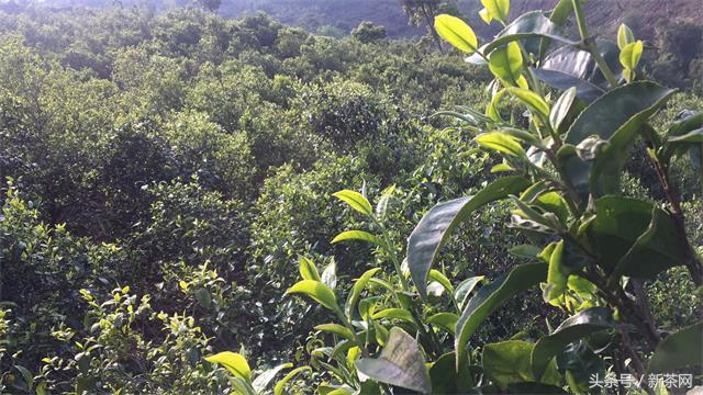 直播间卖茶普洱茶是真的吗