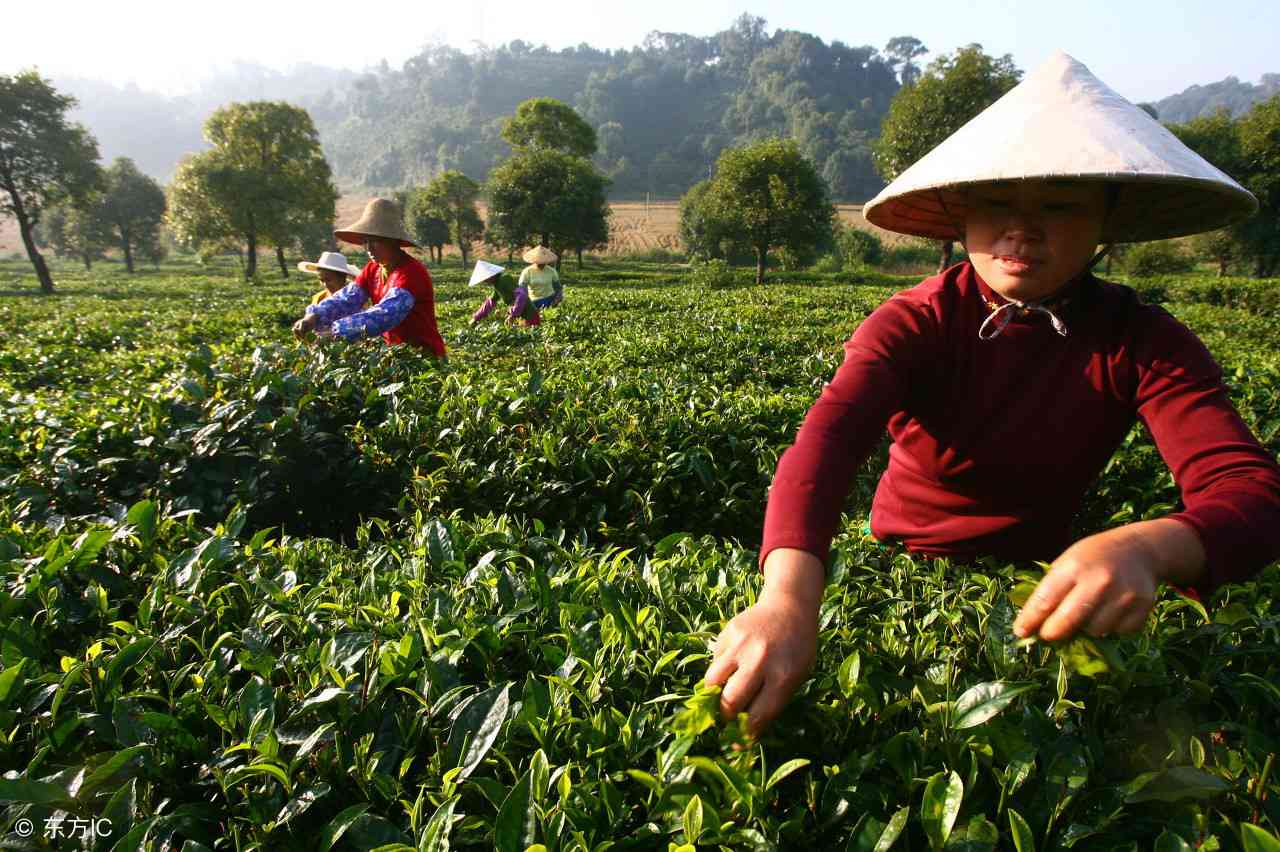 普洱茶工艺分为哪两种？如何区分不同工艺的普洱茶？