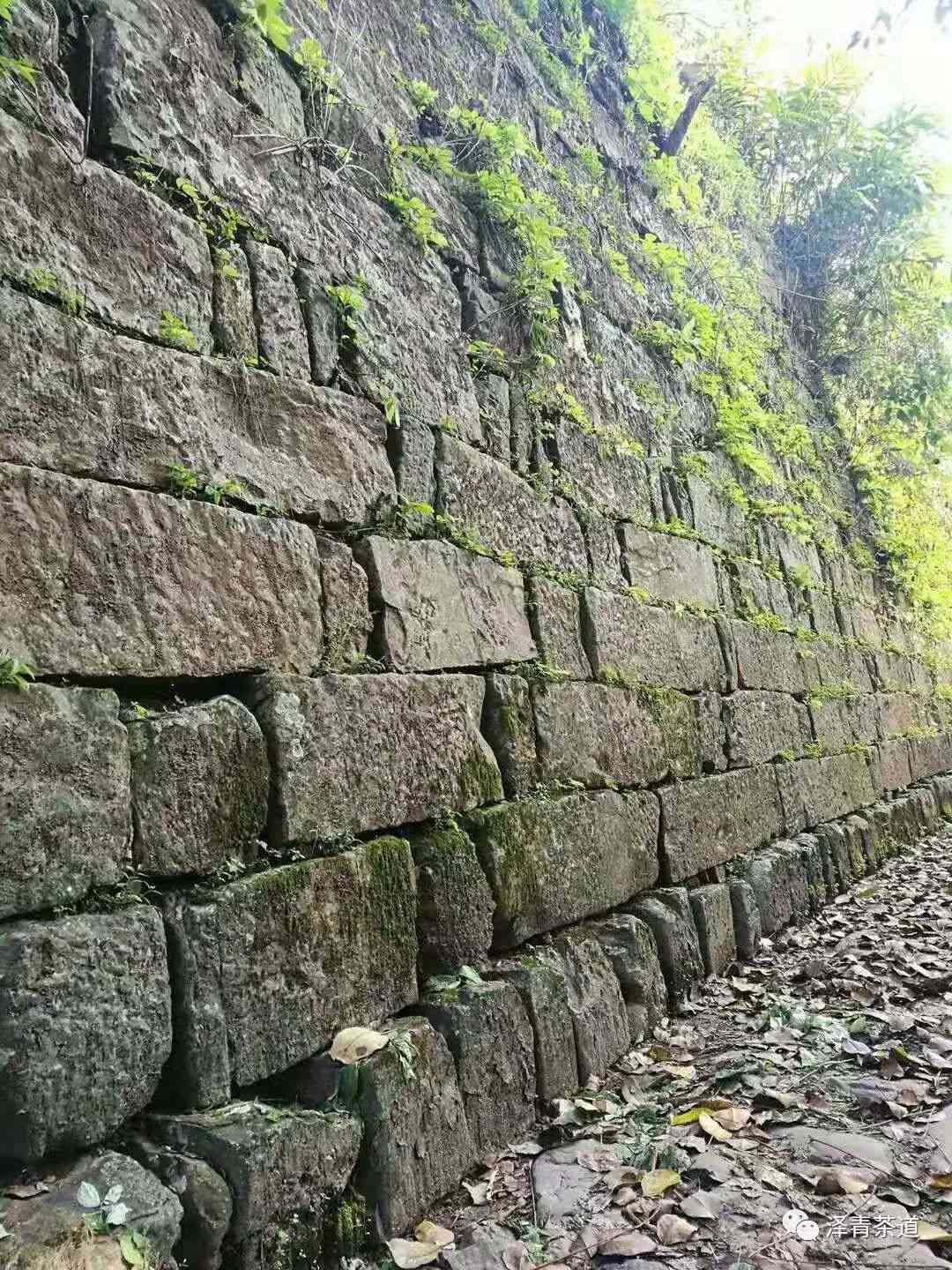 如何选择口感甜润的普洱茶？ - 从品种、制作工艺和保存方法全面解析