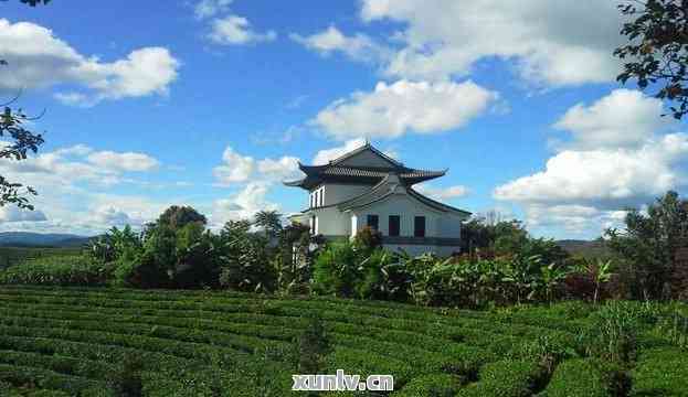 普洱茶博园：探索云南的茶文化、茶艺表演和茶叶品鉴之旅