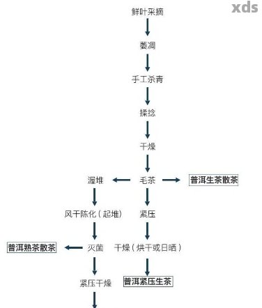 普洱茶工艺流程全面解析：从采摘到制作的详细步骤