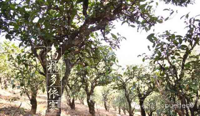 多依寨普洱茶真假怎么辨别