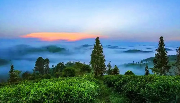 漳州精选古树普洱茶之地，品质与历共融