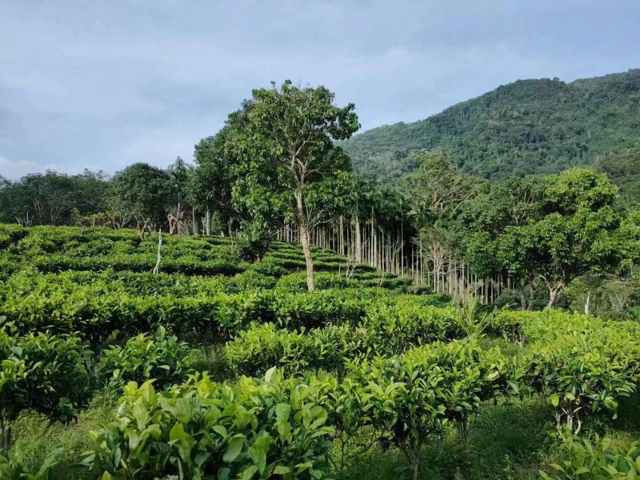 漳州精选古树普洱茶之地，品质与历共融