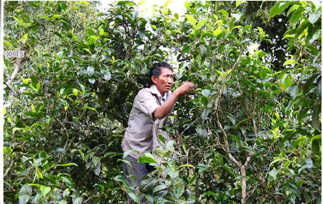 探究布朗山普洱茶的独特风味、制作工艺及其对健的影响