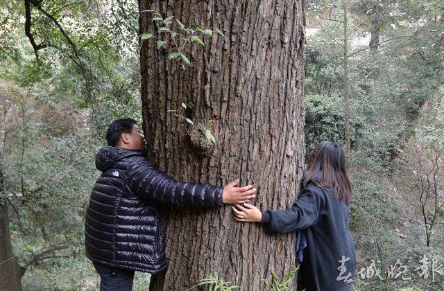 昆明茶厂精选普洱茶：古树韵味，醇厚口感的完美融合