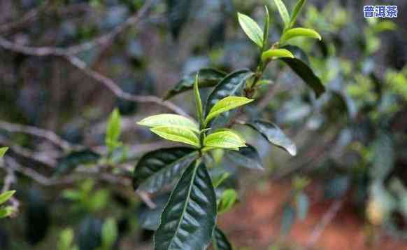 云南普洱茶中的小茶人品种及其特点：探寻古树茶的魅力