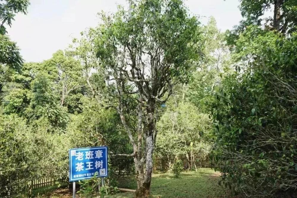 普洱茶唯一母树品种及所在地