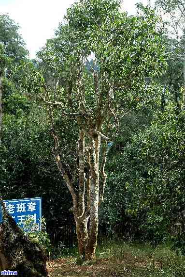 探索普洱茶母树的神秘产地及其独特的香气魅力