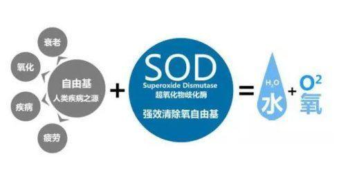 探寻普洱茶中SOD成分：其价值与昂贵原因分析