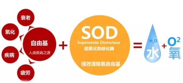 普洱茶中的SOD:真相解析及影响口感的原因